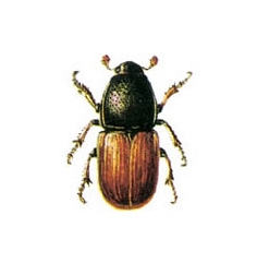 bocekler/agac-kurdu_1501625157.jpg