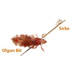 bocekler/bit-ilaclama-adana1_1501627861.jpg
