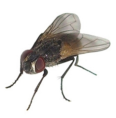 bocekler/karasinek-ilaclama-adana_1501800856.jpg