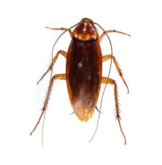 hamambocegi