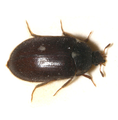 Hali Bocegi